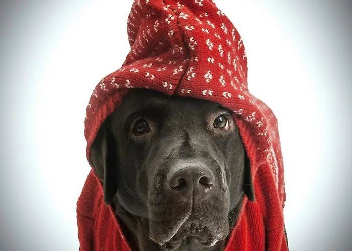 Hotel Aloisia, Garni Mariapfarr